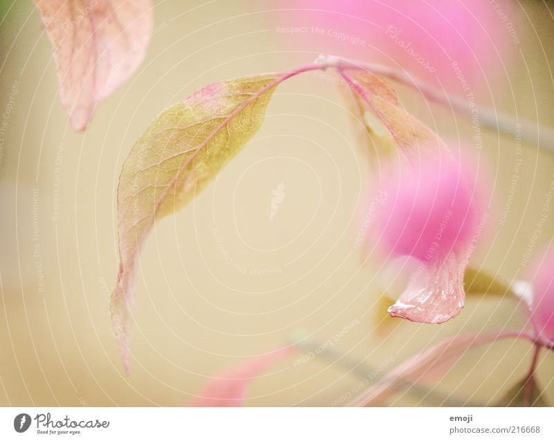 declaration of love Nature Plant Drops of water Spring Flower Leaf Blossom Foliage plant Pink Macro (Extreme close-up) Close-up Colour photo Exterior shot
