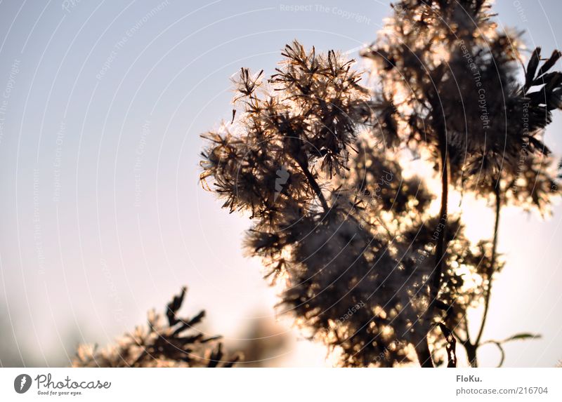 pollen extractor Environment Nature Plant Cloudless sky Sunlight Autumn Beautiful weather Grass Leaf Blossom Wild plant Illuminate Bright Blue Pink Black White