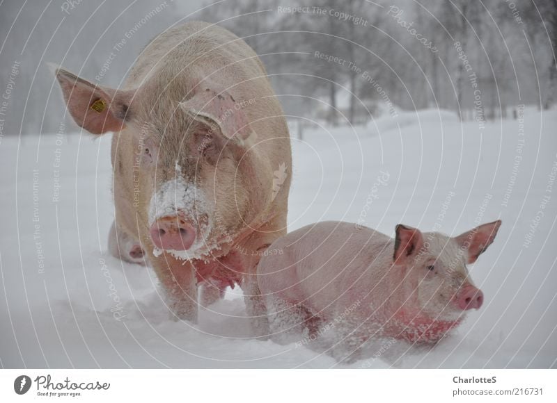 pig migration Organic produce Agriculture Environment Winter Bad weather Fog Snow Biological Field Norway Animal Farm animal Swine Piglet 2 Group of animals