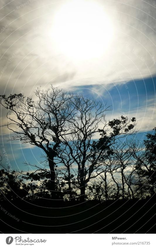 dazzled Nature Landscape Beautiful weather Drought Tree Bushes Wood Creepy Hot Round Blue Black White Treetop Sun Clouds in the sky Branch Branched Dazzle Sky