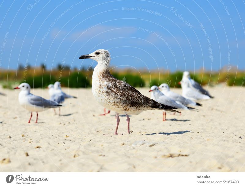 sea gull is standing on the sand Freedom Summer Sun Beach Ocean Group Nature Landscape Animal Sand Sky Coast Bird Natural Wild Blue White fly sunny Feather
