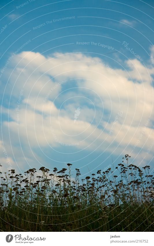 Into the blue Plant Sky Clouds Beautiful weather Grass Bushes Wild plant Field Blossoming Growth Simple Gloomy Blue Boredom Environment Transience