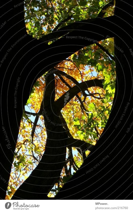 Golden October Nature Autumn Beautiful weather Tree Wood Natural Yellow Green Black Branch Tree trunk Leaf Branched Sky Silhouette Curve Above Treetop Orange
