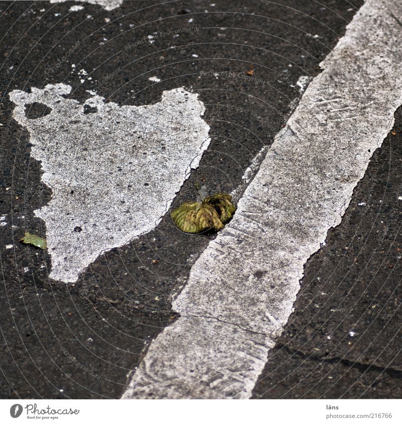 [HH10.1] - Lifelines III Traffic infrastructure Street Old Authentic Pavement Tar Leaf Gray Asphalt Line Colour photo Subdued colour Exterior shot