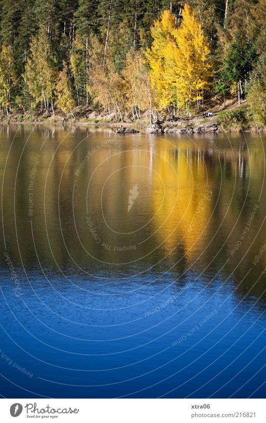 Beautiful weather Environment Nature Landscape Water Plant Tree Lake Authentic Idyll Colour photo Exterior shot Copy Space bottom Edge of the forest