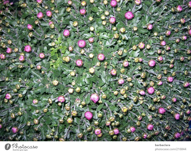 Carpet from 278 buds Autumn Flower Blossom Agricultural crop Chrysanthemum Blossoming Growth Esthetic Fresh Beautiful Many Pink Emotions Joy Love Beginning