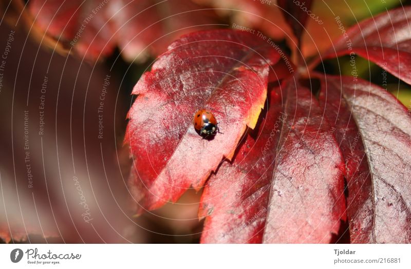 Mary the Ladybird Nature Plant Animal Autumn Beautiful weather Leaf Virginia Creeper Insect Brown Red Colour photo Exterior shot Detail Deserted Evening
