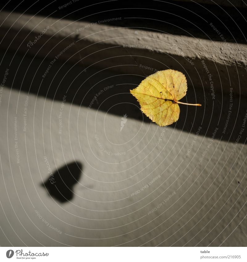 flight shadow Environment Leaf Wall (barrier) Wall (building) Facade To fall Flying Old Yellow Gold Gray Black Emotions Nature Transience Change Rachis Stalk