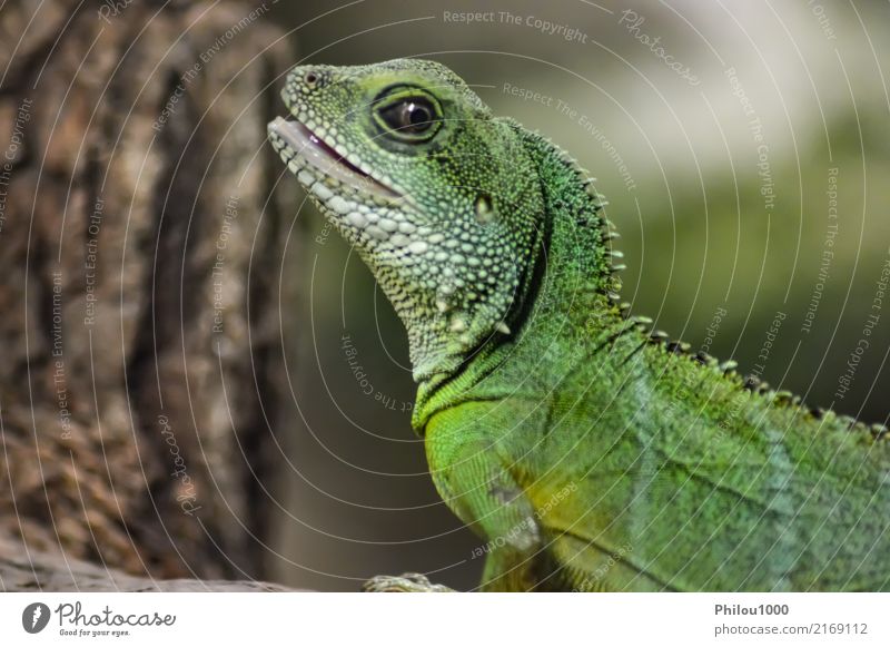 Green Iguana on a branch in the park Exotic Nature Animal Forest Yellow Colour chameleon colourful Living thing Dragon Ecological endangered insectivore