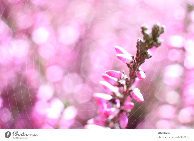 pinky Pink Green Mountain heather Plant Flower Blossom Glittering Bud Heather family Blur Deserted Nature