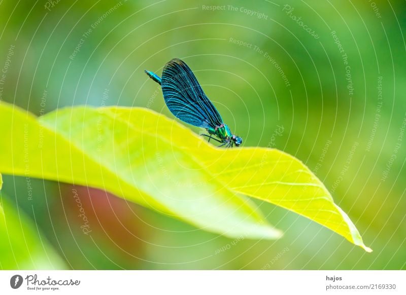 Blue-winged dragonfly on one leaf Beautiful Life Environment Nature Animal Bushes Wild animal Metal Illuminate Sit Green Environmental protection Bluewing