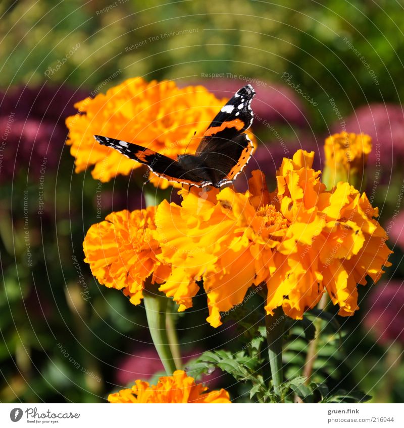 admiral Nature Plant Animal Flower Blossom Marigold Garden Wild animal Butterfly Red admiral 1 Esthetic Beautiful Warmth Multicoloured Yellow Green Pink Idyll