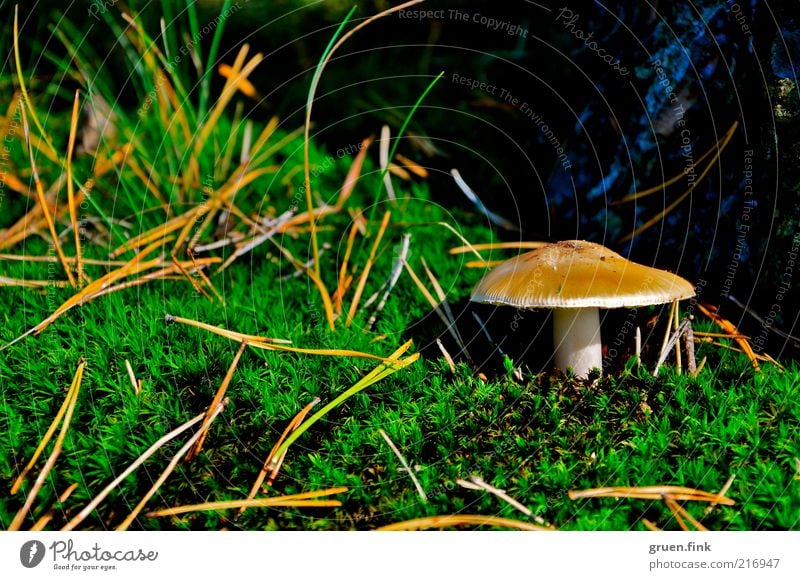 function Nature Plant Autumn Tree Grass Moss Mushroom Beautiful Brown Green Loneliness Discover Fir needle Colour photo Exterior shot Close-up Deserted