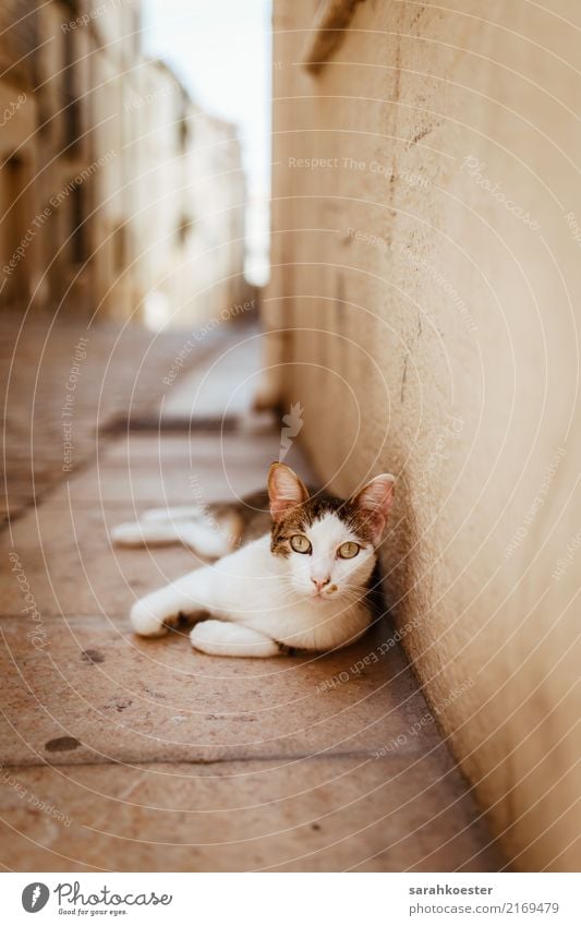 Cat in abandoned alley, France Nature Small Town Outskirts Old town Deserted Street Alley Animal Pet 1 Esthetic Lie Loneliness straying Prowl Montpellier