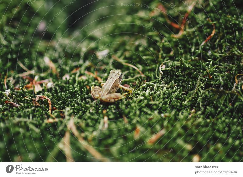 Little Frog sitting on moss Nature Plant Animal Moss Forest Frogs 1 Observe Hide Green Disguised Camouflage Colour photo Exterior shot Close-up Deserted Day