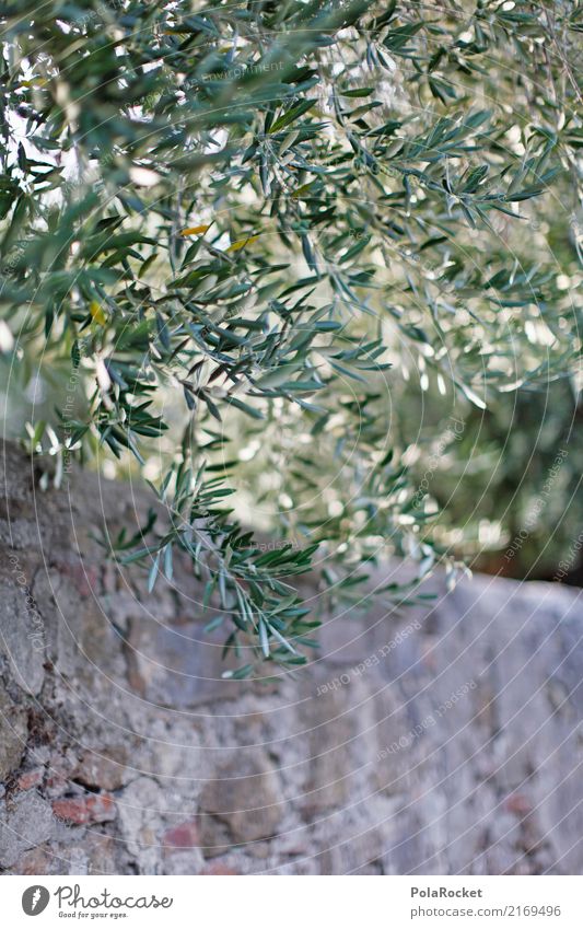 #A# Olive tree Art Esthetic Leaf Wall (barrier) Mediterranean Decent Beautiful Nature Italy Colour photo Multicoloured Exterior shot Close-up Detail