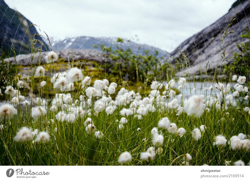 Wool flowers in Nigardsbreen, Norway Calm Vacation & Travel Tourism Trip Adventure Far-off places Freedom Expedition Camping Mountain Hiking Environment Nature