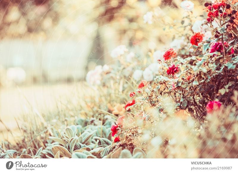 Autumn flowers in the garden Lifestyle Design Summer Garden Nature Plant Beautiful weather Flower Grass Park Pink Autumnal Autumnal colours Early fall