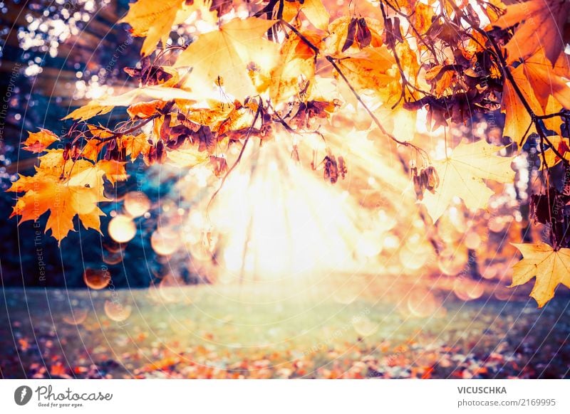 Autumn background with foliage and sunbeams Lifestyle Garden Nature Plant Sunlight Beautiful weather Tree Bushes Leaf Park Yellow Background picture October