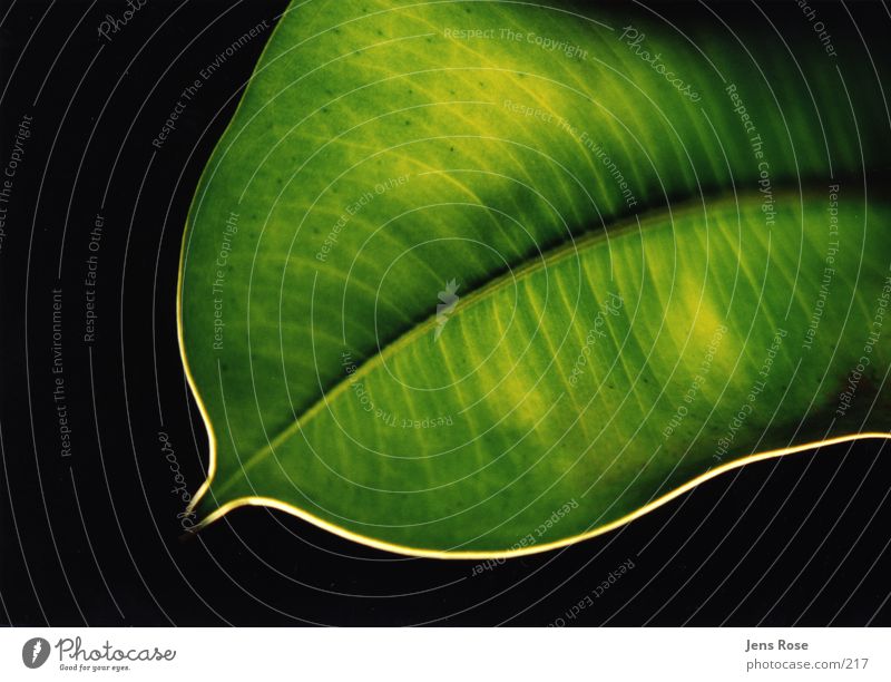 leaf Leaf Green Light Photosynthesis Plant Nature Organic produce Macro (Extreme close-up)