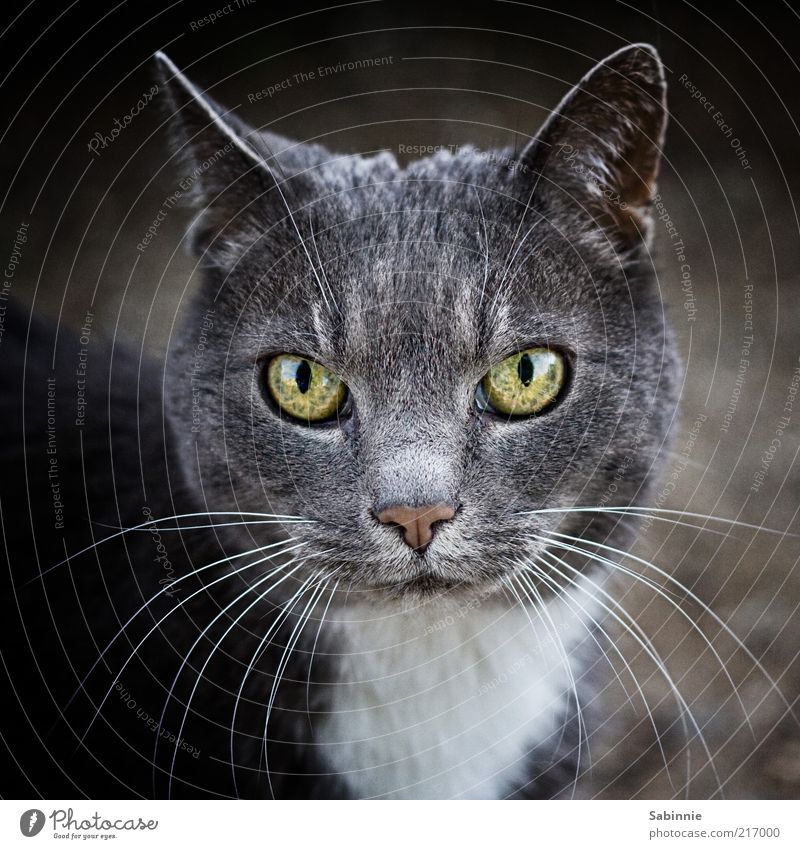 poser Animal Pet Cat 1 Esthetic Gray Green Black White Whisker Eyes Ear Nose Domestic cat Colour photo Subdued colour Exterior shot Close-up Day