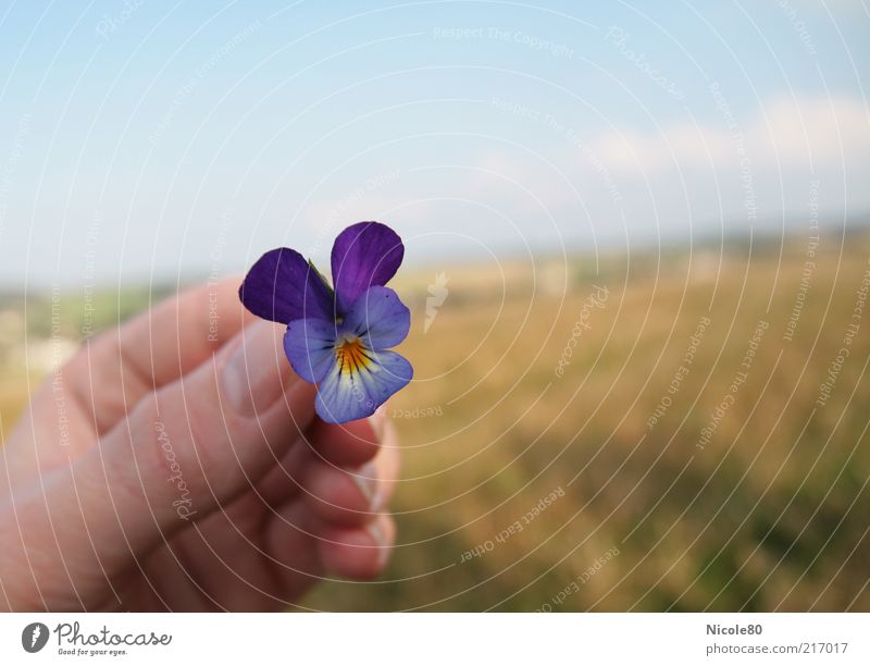 wild pansy Nature Landscape Plant Autumn Blossom Fresh Delicate Pansy Pansy blosssom Hand To hold on Picked Colour photo Exterior shot Copy Space right Day
