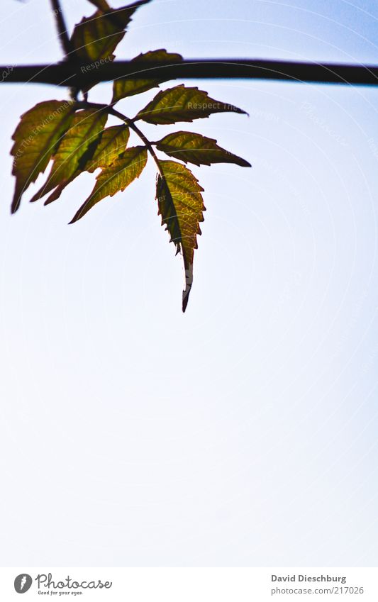 Space to grow Nature Plant Air Cloudless sky Summer Leaf Foliage plant Blue Green White Growth Hang Branch Structures and shapes Silhouette Portrait format