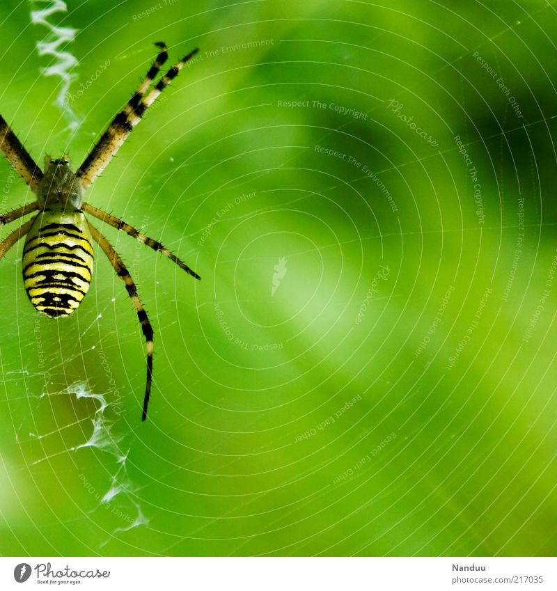 eight-legged friend Animal Wild animal Spider 1 Yellow Black-and-yellow argiope Spider's web Nature Warning colour Striped Natural Spider legs Blur Colour photo