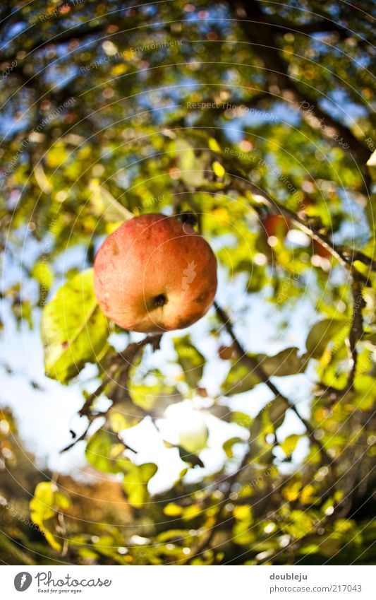 an apple doesn't fall far from the tree. Apple Red Healthy Vitamin Nature Natural Growth Ecological Suspended Hang Tree Apple tree Autumn Seasons Sky October