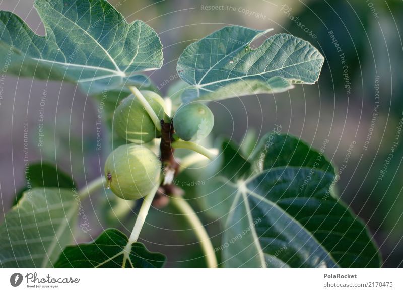 #A# Fig for fig Art Esthetic Fig leaf Fig tree Mediterranean Mature Delicious Green Foliage plant Ecological Organic produce Organic farming Italy