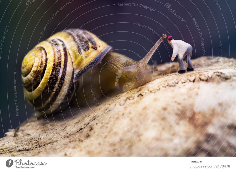 Minielten - Hey, you there! House (Residential Structure) To talk Human being Masculine Man Adults 1 Animal Wild animal Snail Brown Yellow Spiral Snail shell