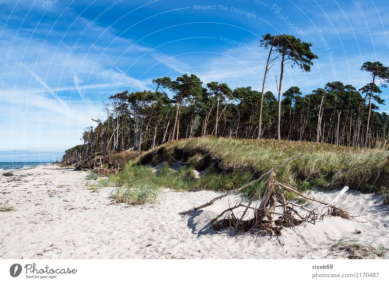The west beach on the Fischland-Darß Relaxation Vacation & Travel Tourism Beach Ocean Waves Nature Landscape Clouds Tree Forest Coast Baltic Sea Blue Green