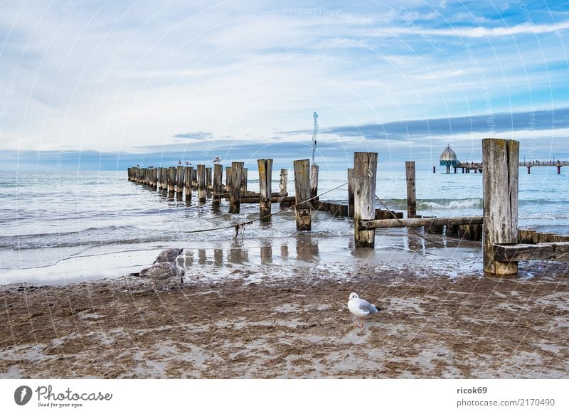 Buhnen at the beach of Zingst Relaxation Vacation & Travel Tourism Beach Ocean Waves Nature Landscape Water Clouds Weather Coast Baltic Sea Blue Idyll groynes