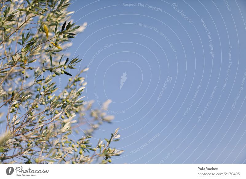 #A# olive sky Nature Esthetic Olive Olive tree Olive grove Olive leaf Olive harvest Mediterranean Green Blue Italy Colour photo Exterior shot Experimental