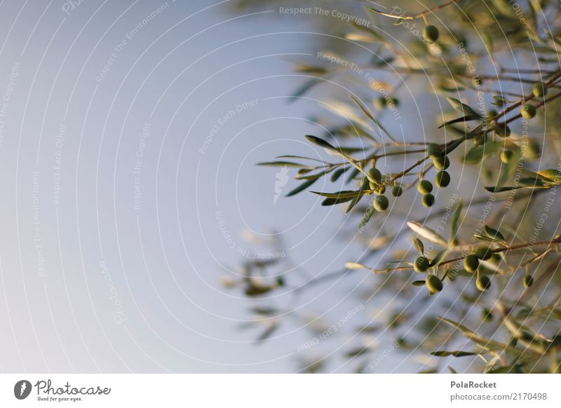 #A# Olives in Chianti Nature Esthetic Olive tree Olive oil Olive grove Olive leaf Olive harvest Mediterranean Sky Green Italy Summer vacation Decent