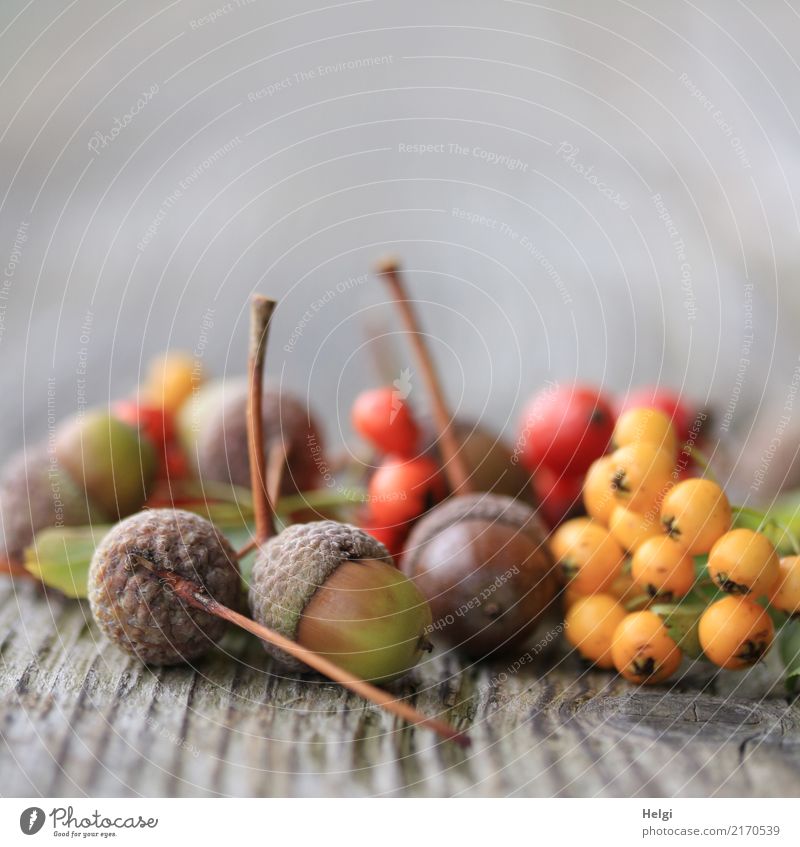 autumn fruits Environment Nature Plant Autumn Leaf Fruit Acorn Berries Burning bush Stalk Park Wood Lie To dry up Small Natural Round Brown Yellow Gray Green
