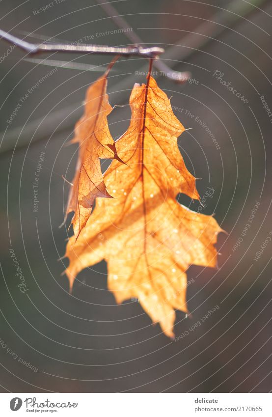 autumn Environment Nature Plant Animal Autumn Tree Leaf Garden Park Field Forest Old Growth Branch Twig Twigs and branches Orange Isolated Image Autumnal