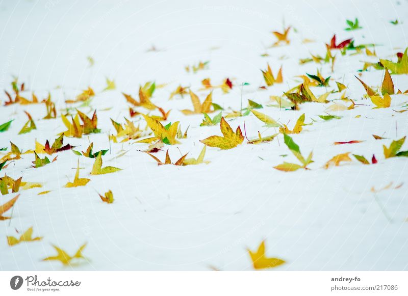 winter butterflies Winter Snow Nature Autumn Leaf Yellow Gold Green White Autumn leaves Winter mood Winter's day Point Sharp-edged Cold Bright leaf fall