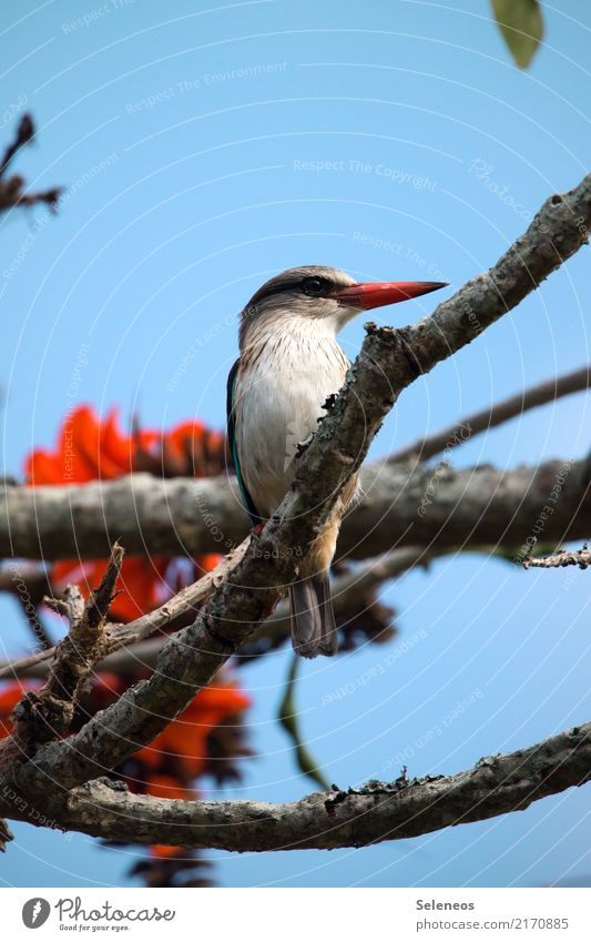 my Love Freedom Environment Nature Spring Plant Tree Blossom Garden Park Animal Wild animal Bird Kingfisher Beak 1 Natural Colour photo Exterior shot