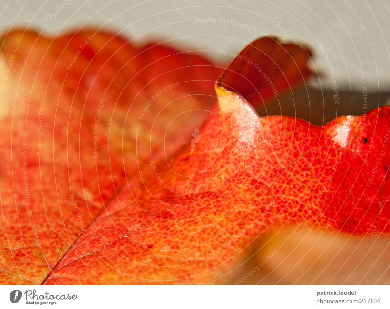 autumn grain Environment Nature Autumn Esthetic Red Emotions Moody Transience Illuminate Colour photo Close-up Macro (Extreme close-up) Structures and shapes