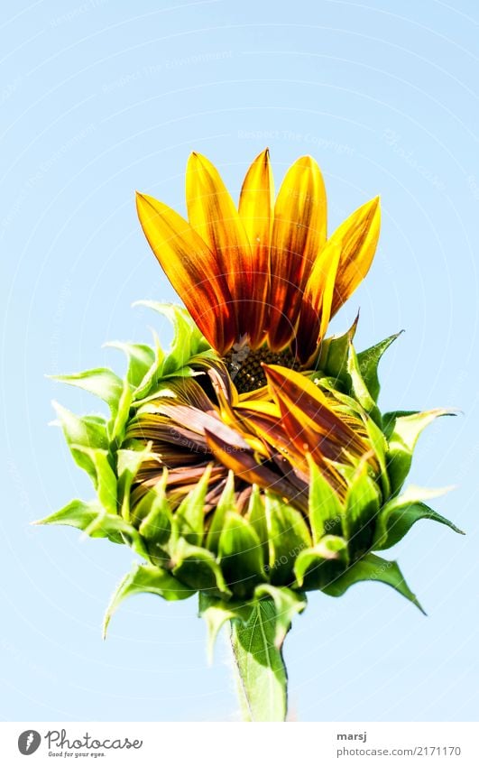 give me five Nature Summer Autumn Plant Flower Blossom Agricultural crop Sunflower Blossoming Fresh Healthy Beginning Undo Incomplete Colour photo Multicoloured