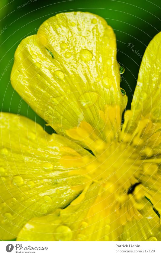 yellow drops Environment Nature Plant Drops of water Summer Weather Flower Blossom Wild plant Observe Yellow Rain Wet Green Beautiful Crowfoot Delicate Flashy