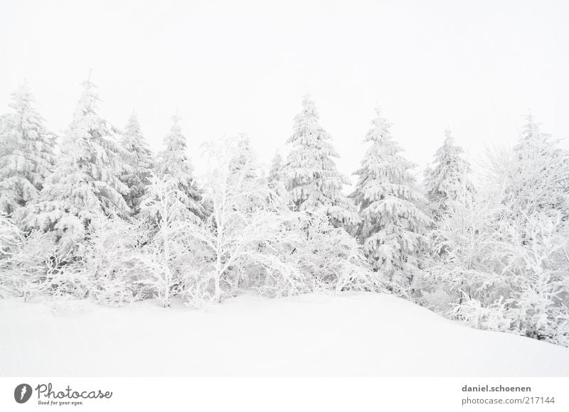 sinking snowline Winter Snow Climate Climate change Weather Ice Frost Forest Bright Cold White Black Forest Fir tree Monochrome Subdued colour Copy Space top