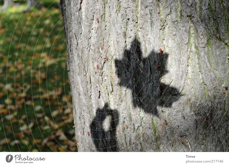 Shadow of maple leaf on tree bark Nature Autumn Tree Leaf Transience Tree trunk Maple leaf Meadow Autumn leaves Shadow play Colour photo Exterior shot Light