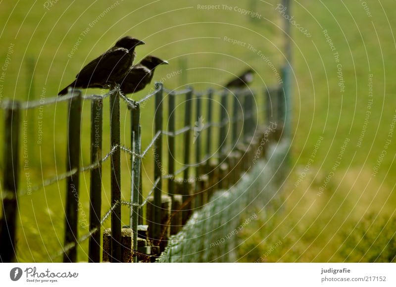 Danga Environment Nature Landscape Plant Animal Grass Meadow Fence Wild animal Bird 2 3 Sit Wait Green Colour photo Exterior shot Deserted Copy Space right Day
