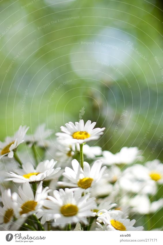 Oh, summer was beautiful. Environment Nature Plant Flower Blossom Green White Daisy Colour photo Exterior shot Deserted Shallow depth of field