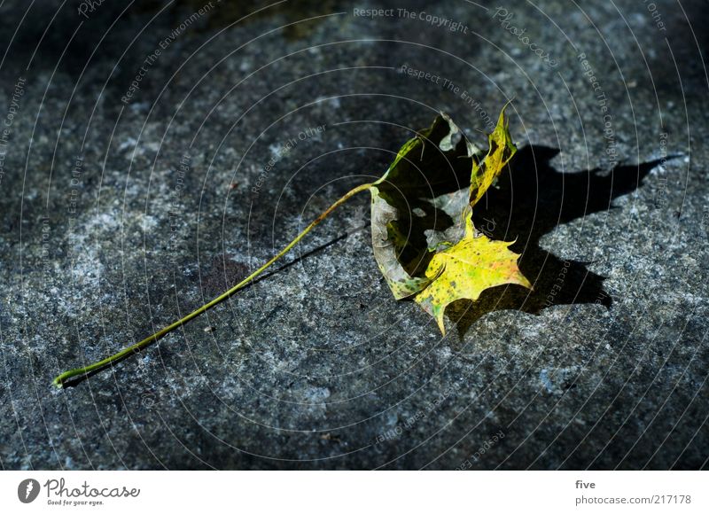 autumn Nature Autumn Plant Leaf Old Yellow Colour photo Exterior shot Detail Light Shadow Contrast Autumn leaves Autumnal colours Shriveled Limp Transience