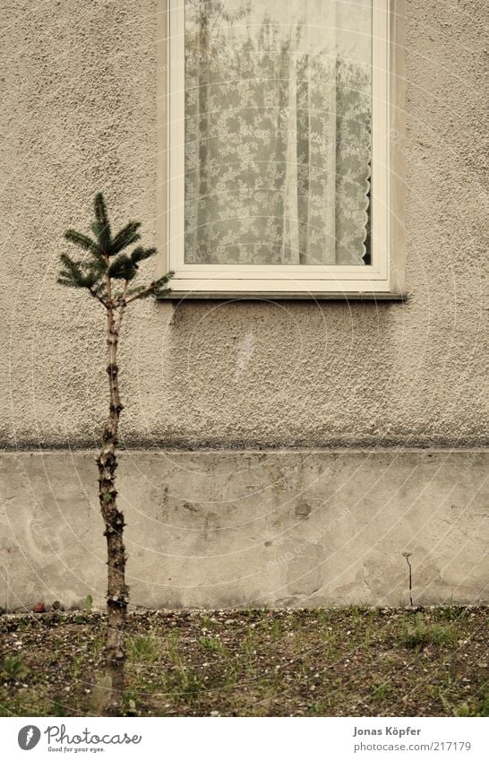 Christmas tree in front of the window Tree Deserted Detached house Building Window Old Gloomy Brown Drape Front garden Window board Wall (barrier) Colour photo