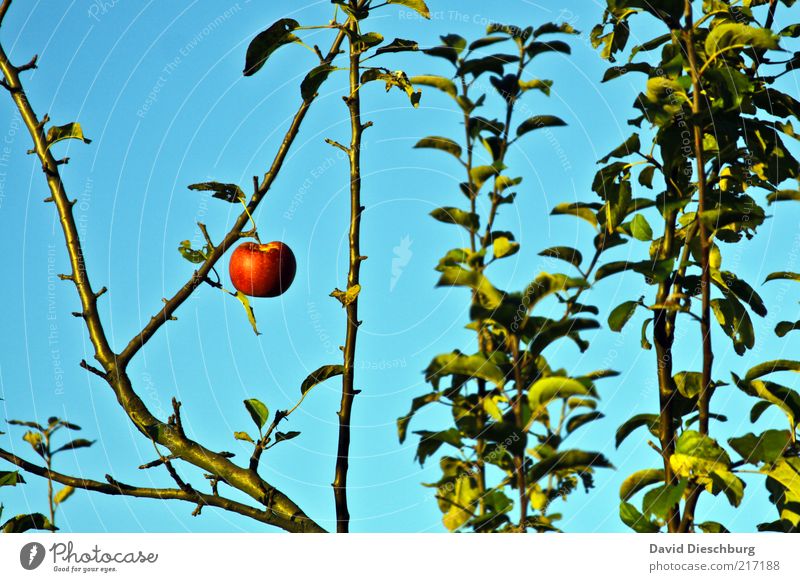 Adams (last) apple Fruit Apple Nutrition Organic produce Nature Plant Cloudless sky Summer Tree Leaf Blue Green Red 1 Individual Landscape format Last Suspended