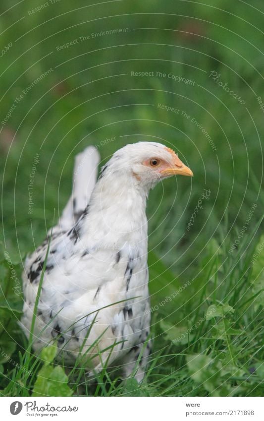 Emely, young hen, single seeks connection Meat Agriculture Forestry Nature Animal Bird Aggression Farm Egg Free-range chicken Poultry Geography Rooster